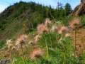 Blumen auf der Insel Olkhon