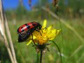 schwarz-roter Käfer auf gelber Blume