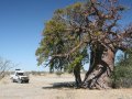 Baobab Baum bei den Makgadikgadi Pans