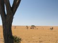 Auf dem Weg zur Kubu Island in den Makgadikgadi Pans (Botswana)