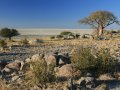 Kubu Island in den Makgadikgadi Pans (Botswana)