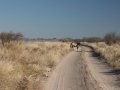 Oryx Antilope in Botswana