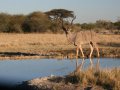 Kudu am Wasserloch in der Central Kalahari Game Reserve
