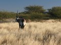 Oryx in der Central Kalahari Game Reserve