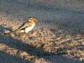 Yellow Billed Hornbill (Nashornvogel)