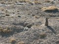 Erdhörnchen in Botswana