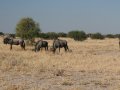 Gnus in Botswana