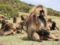 Gelada Baboons (Paviane) in Simien Nationalpark (Äthiopien)