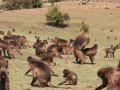 Gelada Baboons (Paviane) in Simien Nationalpark (Äthiopien)