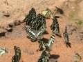 Schmetterlinge im Mago Nationalpark