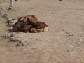 Schaffelle nach dem Osterfest in Äthiopien