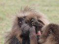 Gelada Baboons (Paviane) in Simien Nationalpark (Äthiopien)