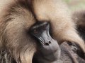 Gelada Baboons (Paviane) in Simien Nationalpark (Äthiopien)