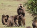 Gelada Baboons (Paviane) in Simien Nationalpark (Äthiopien)