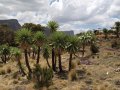 Simien Nationalpark (Äthiopien)