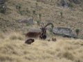 Steinböcke im Simien Nationalpark (Äthiopien)