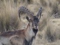 Steinböcke im Simien Nationalpark (Äthiopien)