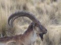 Steinböcke im Simien Nationalpark (Äthiopien)