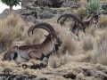 Steinböcke im Simien Nationalpark (Äthiopien)