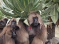 Gelada Baboons (Paviane) in Simien Nationalpark (Äthiopien)