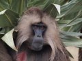 Gelada Baboons (Paviane) in Simien Nationalpark (Äthiopien)