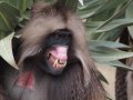 Gelada Baboons (Paviane) in Simien Nationalpark (Äthiopien)