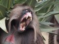 Gelada Baboons (Paviane) in Simien Nationalpark (Äthiopien)