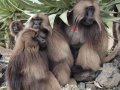 Gelada Baboons (Paviane) in Simien Nationalpark (Äthiopien)