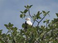 Seeadler in Äthiopien