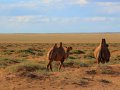 Kamele in der Gobi