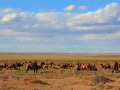 Kamele in der Gobi