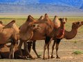 Mongolische Kamele in der Gobi