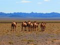 Mongolische Kamele in der Gobi