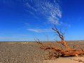 vertrockneter Baum in der Gobi