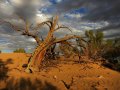 vertrockneter Baum in der Gobi