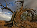 vertrockneter Baum in der Gobi