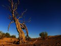 vertrockneter Baum in der Gobi