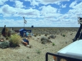 Guanaco in Argentinien