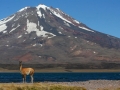 Guanaco mit Vulkan