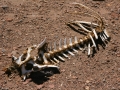 Guanaco mit gebrochener Hüfte