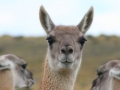 Guanaco glotzt