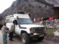 Guanaco im Spiti Valley