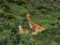 Guanacos beim poppen