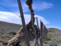 Guanaco hängt im Zaun