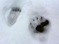 Bärenspuren im Schnee auf Hokkaido (Japan)