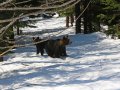 Bären im Shiretoko Nationalpark (Japan)