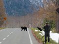 Bären im Shiretoko Nationalpark (Japan)