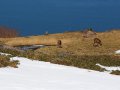 Hirsche im Shiretoko Nationalpark (Japan)