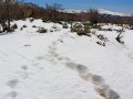 Bärenspuren im Shiretoko Nationalpark (Japan)