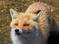 Fuchs auf Hokkaido (Japan)